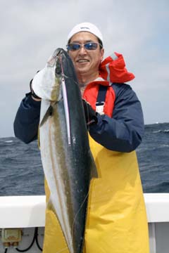 Yellowtail 12kg